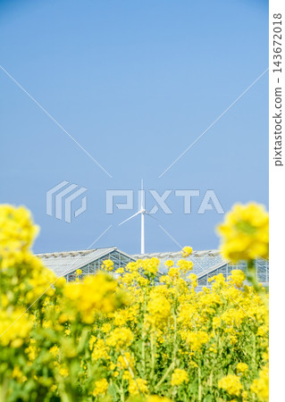 油菜花、農業溫室和風力發電用風力渦輪機(敦美半島) 油菜花、農業溫室和風力發電用風力渦輪機(敦美半島) 143672018