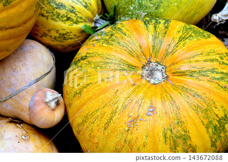 A pile of ripe pumpkins. A pile of ripe pumpkins. 143672088