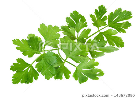 Parsley leaves isolated on white background with full depth of field. Top view. Flat lay. Parsley leaves isolated on white background with full depth of field. Top view. Flat lay. 143672090