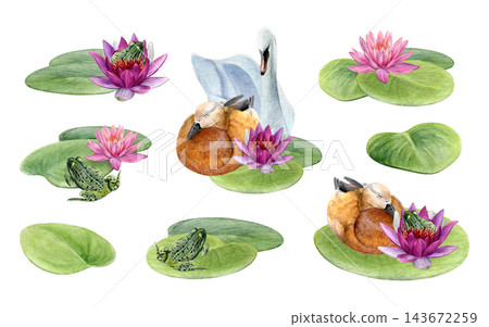Watercolor clipart set of swans, ducks, frogs, pink and purple water lilies and lily pads. For nursery decor, greeting cards, invitations and summer designs Watercolor clipart set of swans, ducks, frogs, pink and purple water lilies and lily pads. For nursery decor, greeting cards, invitations and summer designs 143672259
