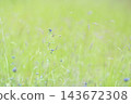 wild purple flower in the meadow green field 143672308