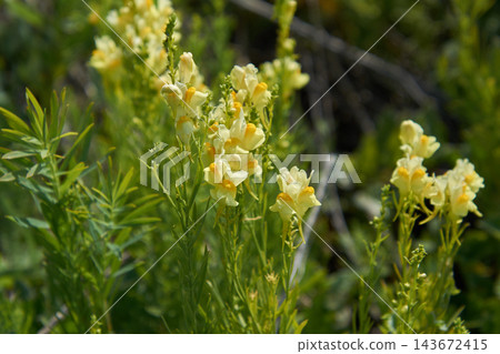 Pale yellow wildflower cluster with orange throat markings in sunlit meadow close-up view life Pale yellow wildflower cluster with orange throat markings in sunlit meadow close-up view life 143672415