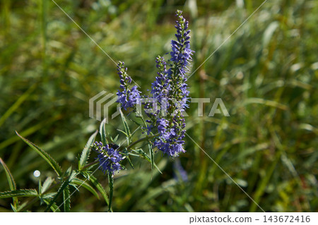 Purple wildflower spikes in sunlit meadow with serrated leaves and clustered tubular blossoms, soft blurred grassy background Purple wildflower spikes in sunlit meadow with serrated leaves and clustered tubular blossoms, soft blurred grassy background 143672416