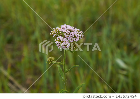Single tall wildflower stem with cluster of pale pink blossoms and green buds in grassy meadow, soft natural light 143672454