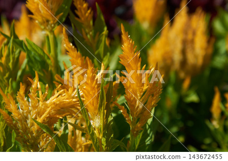Golden celosia flowers with feathery plumes and green leaves in sunlit garden close-up Golden celosia flowers with feathery plumes and green leaves in sunlit garden close-up 143672455