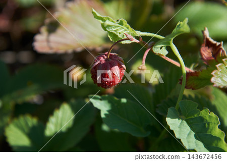 Ripe wild strawberry hanging from stem with green serrated leaves in sunlight at shallow depth of field and soft bokeh background Ripe wild strawberry hanging from stem with green serrated leaves in sunlight at shallow depth of field and soft bokeh background 143672456
