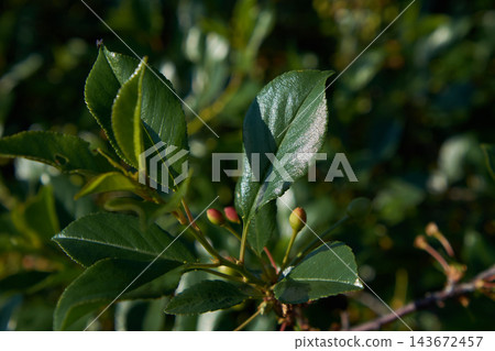 Glossy green leaves with developing fruit buds on shrub branch in soft sunlight, detailed close-up view of leaf veins 143672457