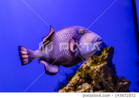 Balistoides viridescens fish Balistoides viridescens fish 143672852
