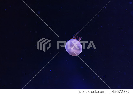 underwater photography of beautiful flame jellyfish rhopilema esculentum underwater photography of beautiful flame jellyfish rhopilema esculentum 143672882