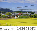 一列火車（紅翼號）駛過金光閃閃的稻田。 143673053