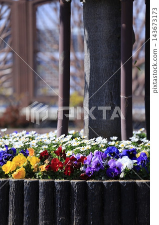街道兩旁樹木底部的花壇 街道兩旁樹木底部的花壇 143673173