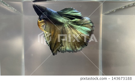 鬥魚、熱帶魚、水族箱、魚缸 鬥魚、熱帶魚、水族箱、魚缸 143673188