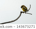 A small, vivid Olive backed Sunbird meticulously preening its feathers, perched on a bare branch. Captured against a clean, bright background with generous copy space. 143673271