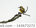 A small, vibrant yellow sunbird with olive-green back feathers and a long, slender beak perches gracefully on a thin, dry branch. Isolated against a bright white background. 143673272