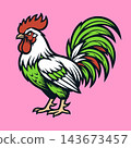 Aggressive Rooster Cock Fighting Bird Vector Illustration 143673457