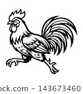 Aggressive Rooster Cock Fighting Bird Vector Illustration 143673460