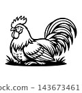 Aggressive Rooster Cock Fighting Bird Vector Illustration 143673461