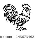 Aggressive Rooster Cock Fighting Bird Vector Illustration 143673462