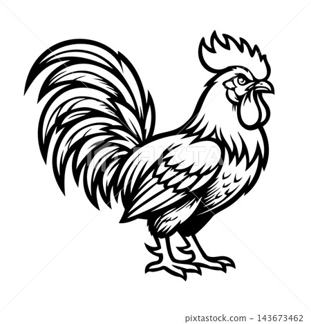 Aggressive Rooster Cock Fighting Bird Vector Illustration Aggressive Rooster Cock Fighting Bird Vector Illustration 143673462