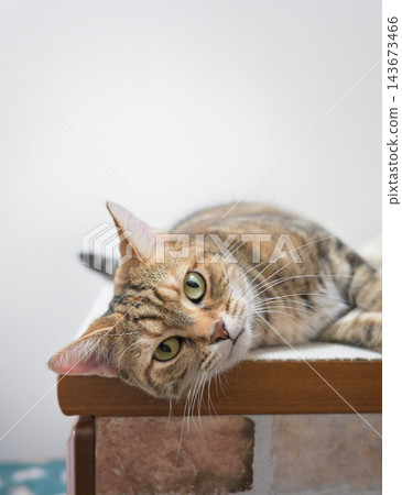 An American Shorthair cat staring intently at the camera. An American Shorthair cat staring intently at the camera. 143673466