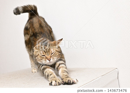 A cat stretching in a pose; American Shorthair, Brown Patched Tabby A cat stretching in a pose; American Shorthair, Brown Patched Tabby 143673476