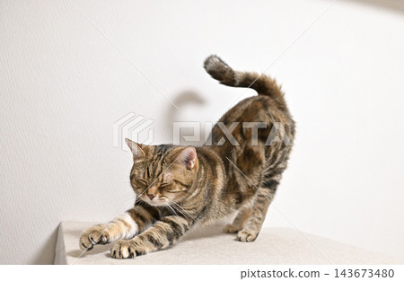 A cat stretching in a pose; American Shorthair, Brown Patched Tabby A cat stretching in a pose; American Shorthair, Brown Patched Tabby 143673480