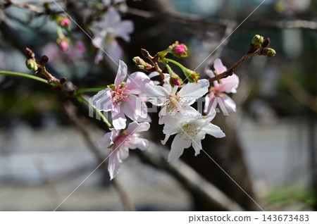 October Cherry (Rosaceae family), Prunus genus October Cherry (Rosaceae family), Prunus genus 143673483