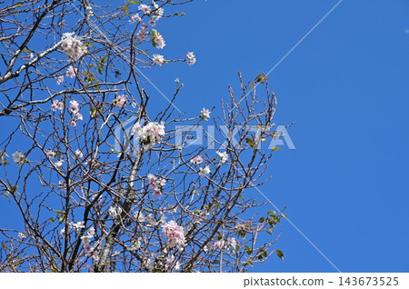 十月櫻桃(薔薇科),李屬 十月櫻桃(薔薇科),李屬 143673525
