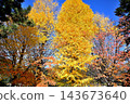 Ginkgo tree with yellow leaves against the blue sky 143673640