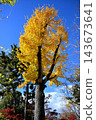 Ginkgo tree shining in the blue sky 143673641