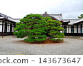 A magnificent pine tree that has been well cared for. 143673647