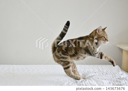 American Shorthair playing by jumping dynamically indoors American Shorthair playing by jumping dynamically indoors 143673676