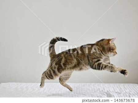 American Shorthair playing by jumping dynamically indoors American Shorthair playing by jumping dynamically indoors 143673678