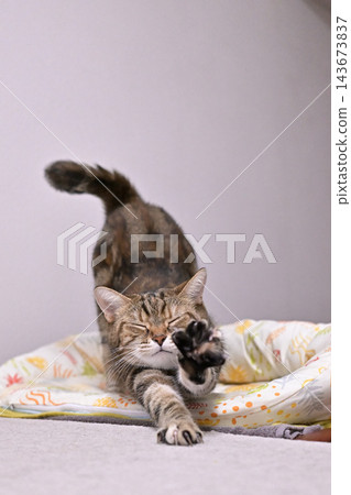 A cat stretching in a pose; American Shorthair, Brown Patched Tabby A cat stretching in a pose; American Shorthair, Brown Patched Tabby 143673837
