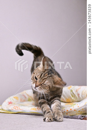 A cat stretching in a pose; American Shorthair, Brown Patched Tabby A cat stretching in a pose; American Shorthair, Brown Patched Tabby 143673839