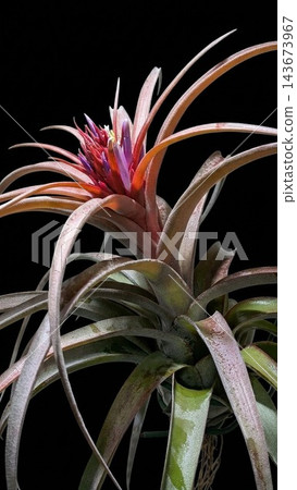 Tillandsia Eric Knobloch, with its red bracts and purple flowers against a black background. Tillandsia Eric Knobloch, with its red bracts and purple flowers against a black background. 143673967