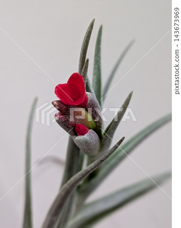 Tillandsia albertiana with red flowers blooming from between its slender leaves. Tillandsia albertiana with red flowers blooming from between its slender leaves. 143673969