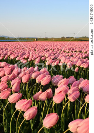 Tulip fields in Gosen City, Niigata Prefecture, stand out against the blue sky. Tulip fields in Gosen City, Niigata Prefecture, stand out against the blue sky. 143674006
