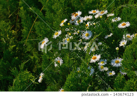 Charming little family of white daisies amidst a thicket of juniper 143674123