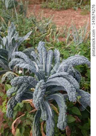 Tuscan kale plant growing in an organic vegetable garden, showcasing healthy dark green leaves and a natural environment Tuscan kale plant growing in an organic vegetable garden, showcasing healthy dark green leaves and a natural environment 143674276