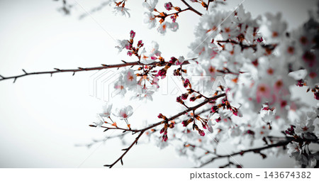 春天的枝條上帶著淡粉紅色的花苞和白色的花瓣。 143674382
