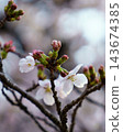 白春花的枝條和花苞 白春花的枝條和花苞 143674385