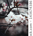 白色春花在深色枝條上盛開。 白色春花在深色枝條上盛開。 143674386