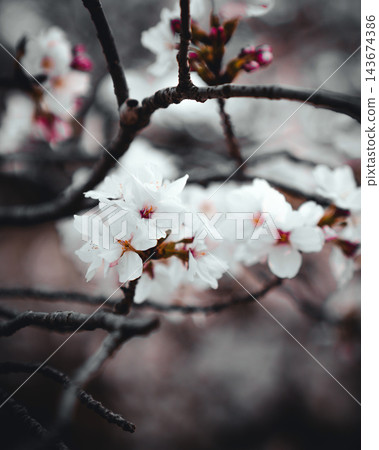 白色春花在深色枝條上盛開。 白色春花在深色枝條上盛開。 143674386