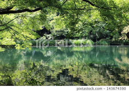 池塘包裹著新鮮的綠色 池塘包裹著新鮮的綠色 143674390