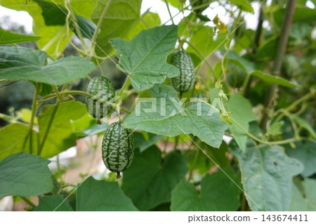 Cucamelon fruits growing on a vine with green leaves, fresh organic mexican sour gherkins in a garden Cucamelon fruits growing on a vine with green leaves, fresh organic mexican sour gherkins in a garden 143674411