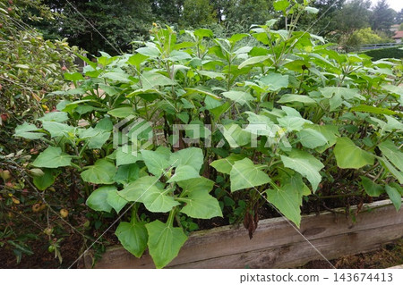 Yacon plants thriving in an outdoor raised bed, featuring lush green foliage and sturdy stalks for harvest Yacon plants thriving in an outdoor raised bed, featuring lush green foliage and sturdy stalks for harvest 143674413