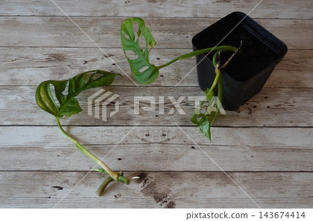Monstera adansonii swiss cheese vine cutting for propagation on wooden background with small black pot Monstera adansonii swiss cheese vine cutting for propagation on wooden background with small black pot 143674414