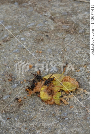 Yellow-legged hornets eating fallen apple on concrete ground, demonstrating invasive species feeding behavior Yellow-legged hornets eating fallen apple on concrete ground, demonstrating invasive species feeding behavior 143674415