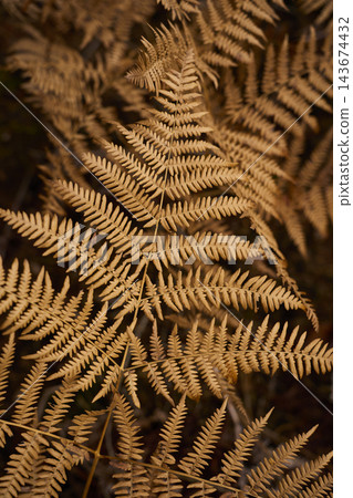 Closeup of golden brown fern leaves growing in autumn forest 143674432